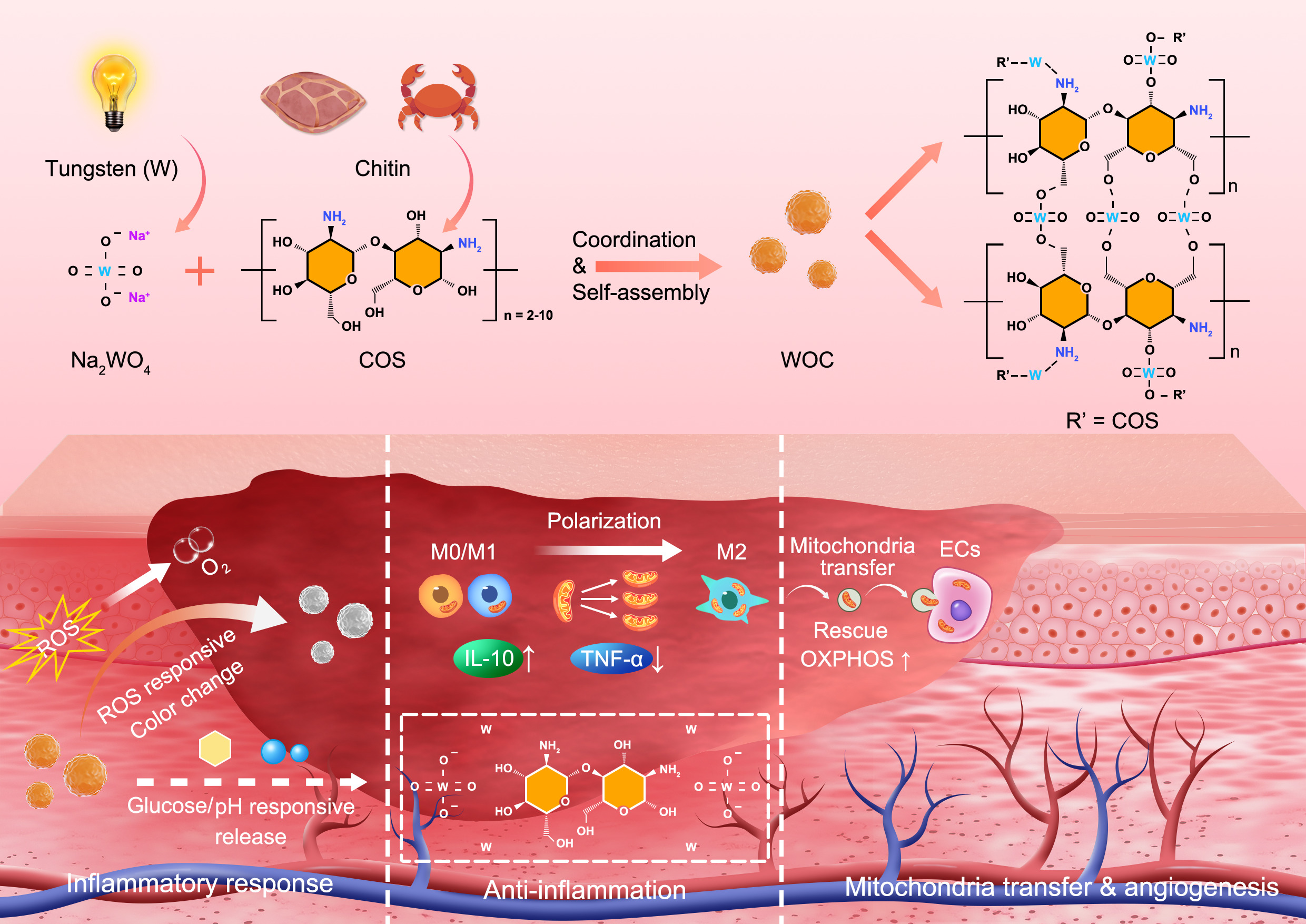 LetPub Graphical Abstract